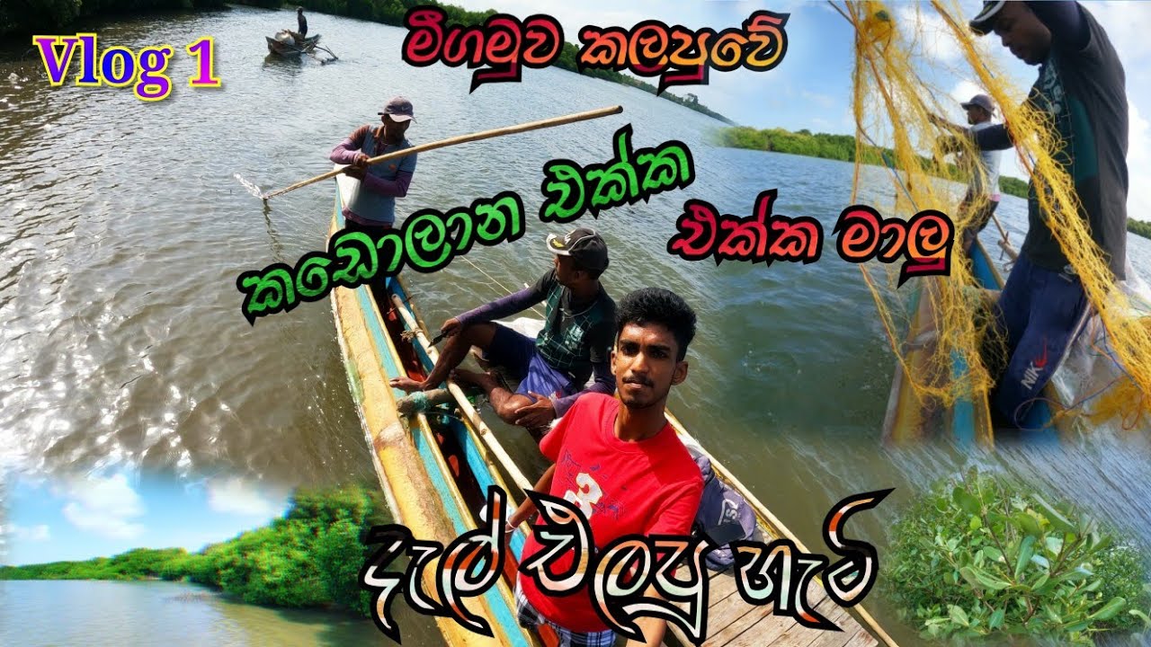 මිගමුව කලපුවේ කඩොලාන එක්ක 🐟 මාලු දැල් එලපු හැටී මෙන්න Negombo Kadolana.🚣‍♂️🌳🚣‍♂️🚣‍♂️