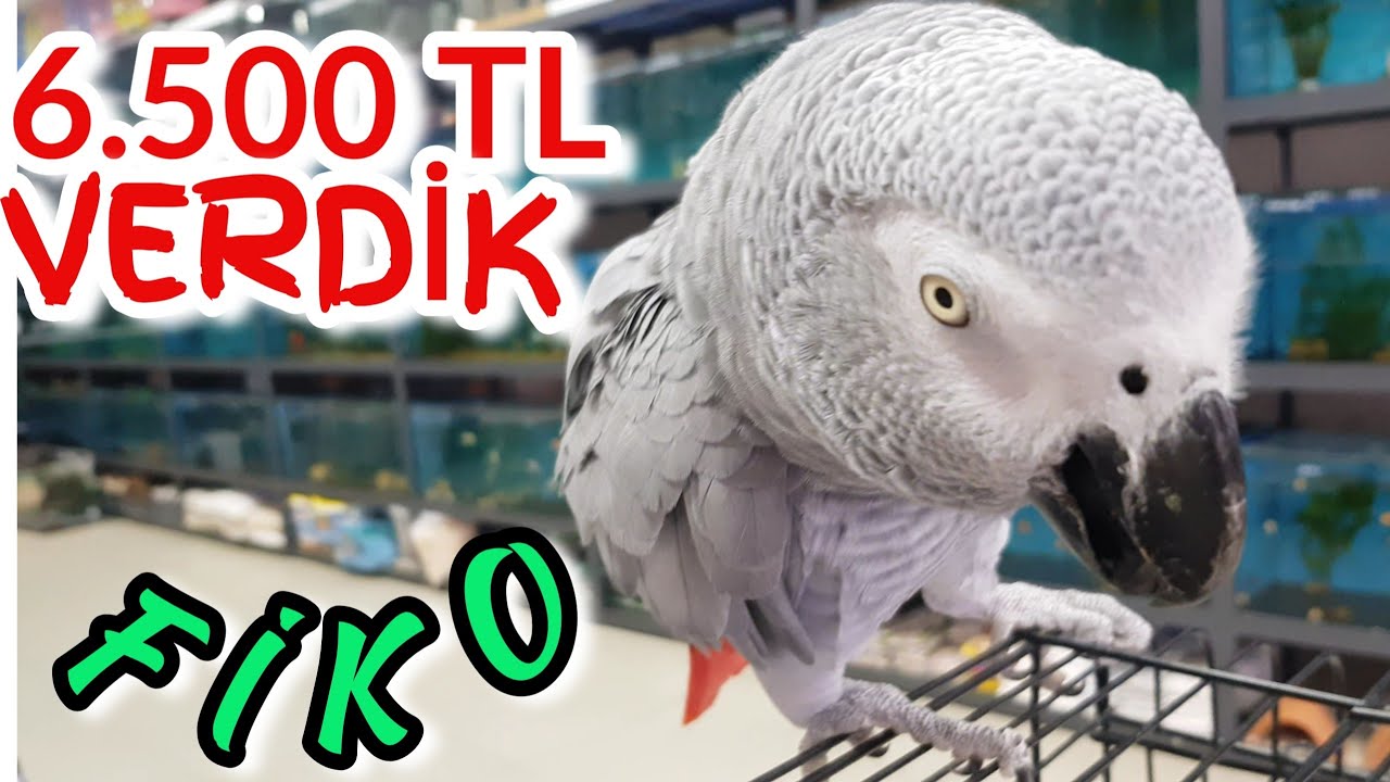 PET SHOPTAN JAKO PAPAĞANIN KRALINI ALDIK, papağan
