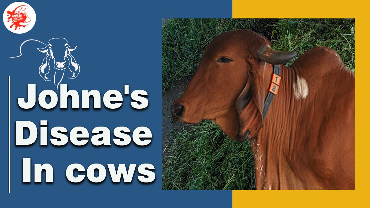 Johne's Disease in Cows| Common Diseases of Cattle| Symptoms and Treatment| SwadeshiVIP