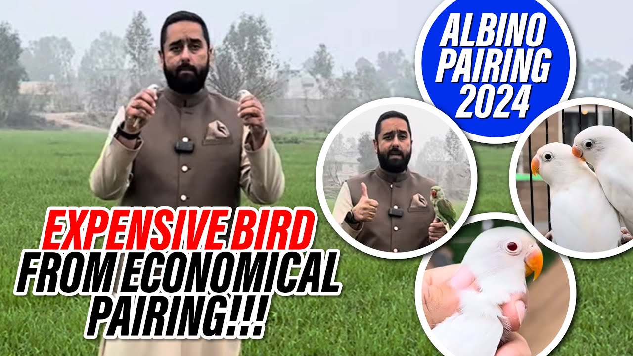 Expensive Bird From Economical Pairing!!! Albino Pairing 2024