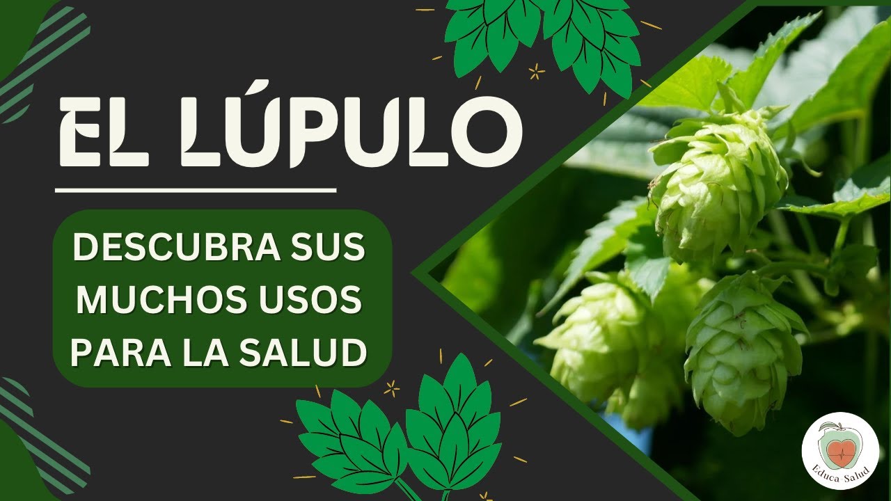 Para qué Sirve el LÚPULO