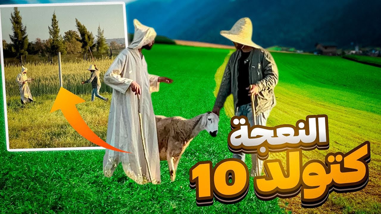 خروفة ساوية جوج مليون كتولد عشرة فلعام😱