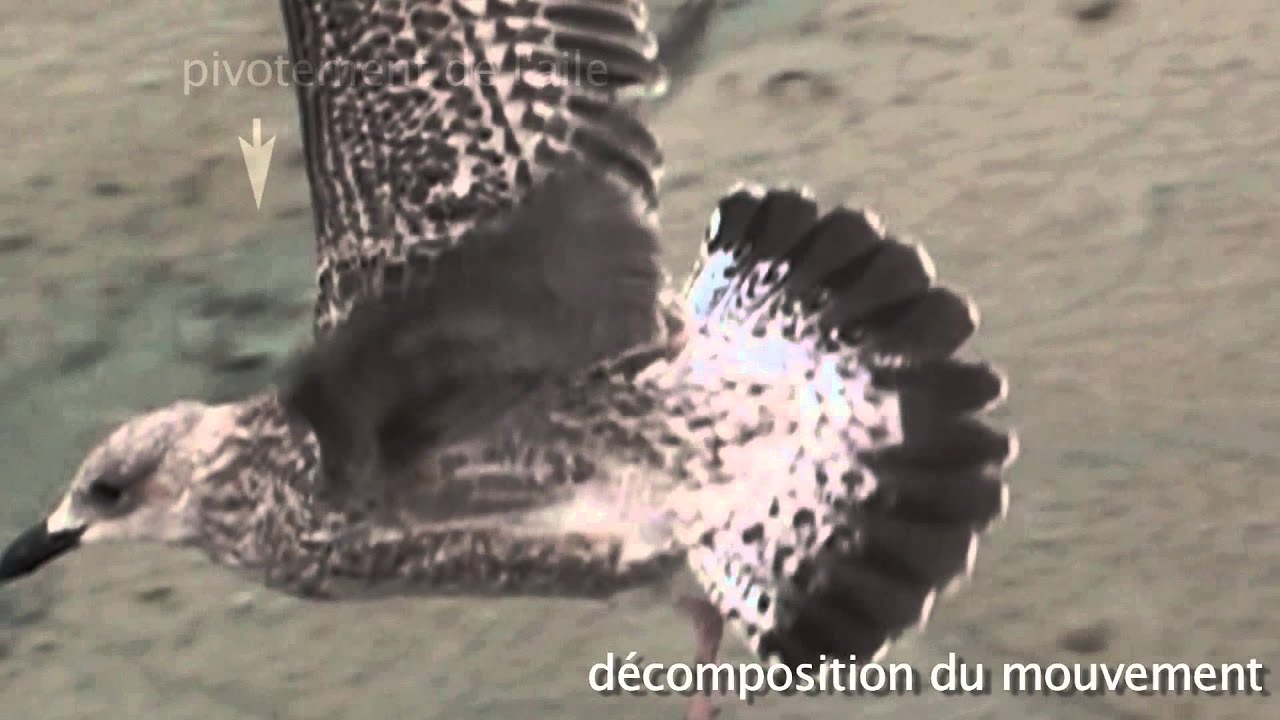 Le vol battu ou vol ramé