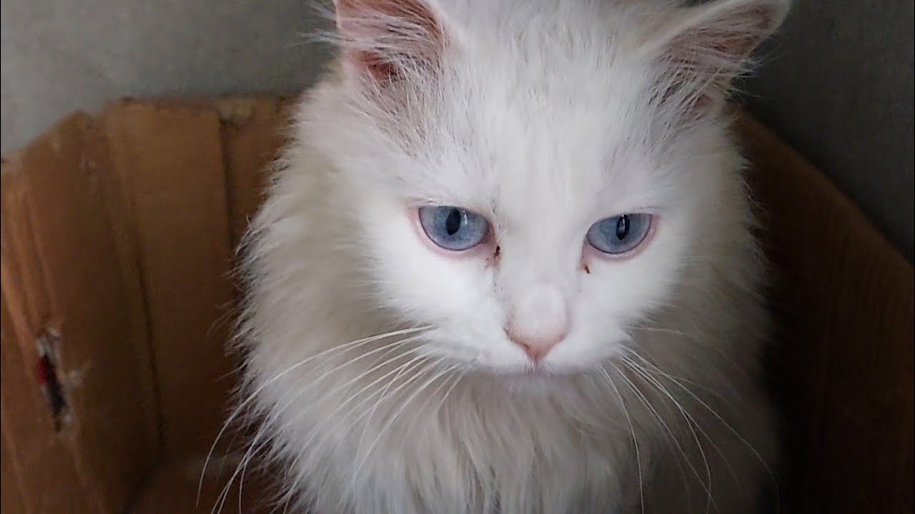 Angry Cat Behaviour After Rescue