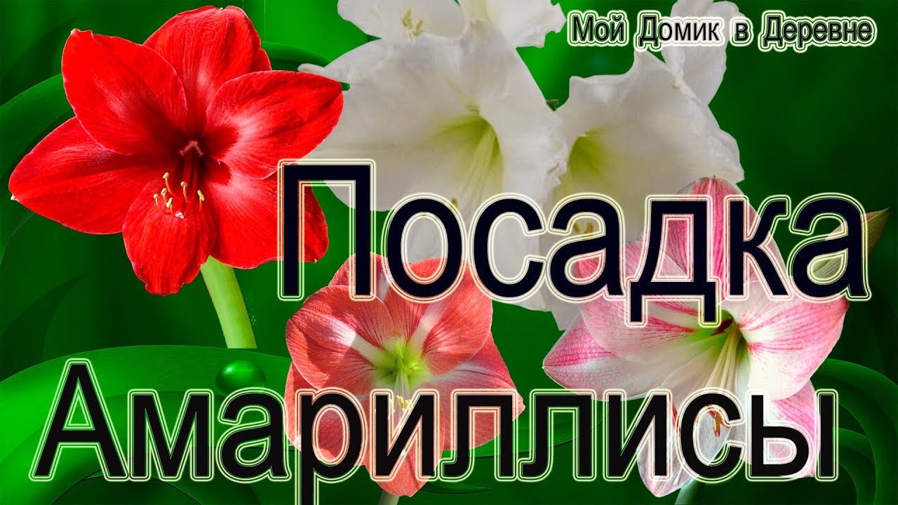 Как посадить гиппеаструм! Чем обработать луковицы!