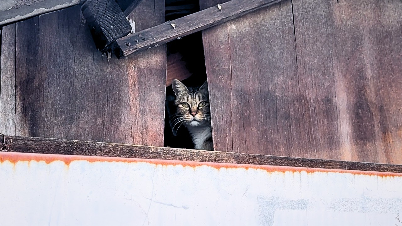 Stray Cats Coming Out of Hiding for Food
