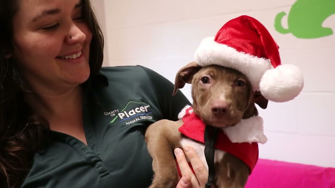 Heart for people and animals: Brittney Daniel, Animal Services
