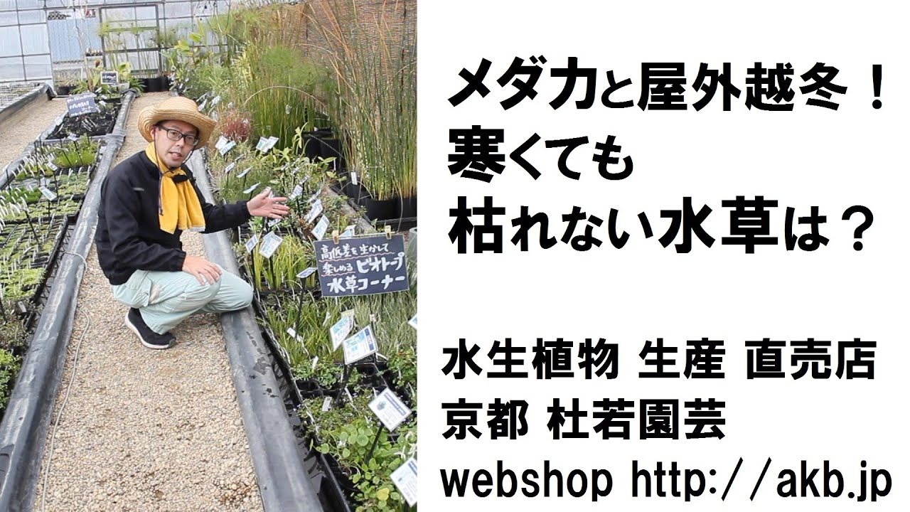 メダカと屋外越冬！寒くても枯れない水草は？