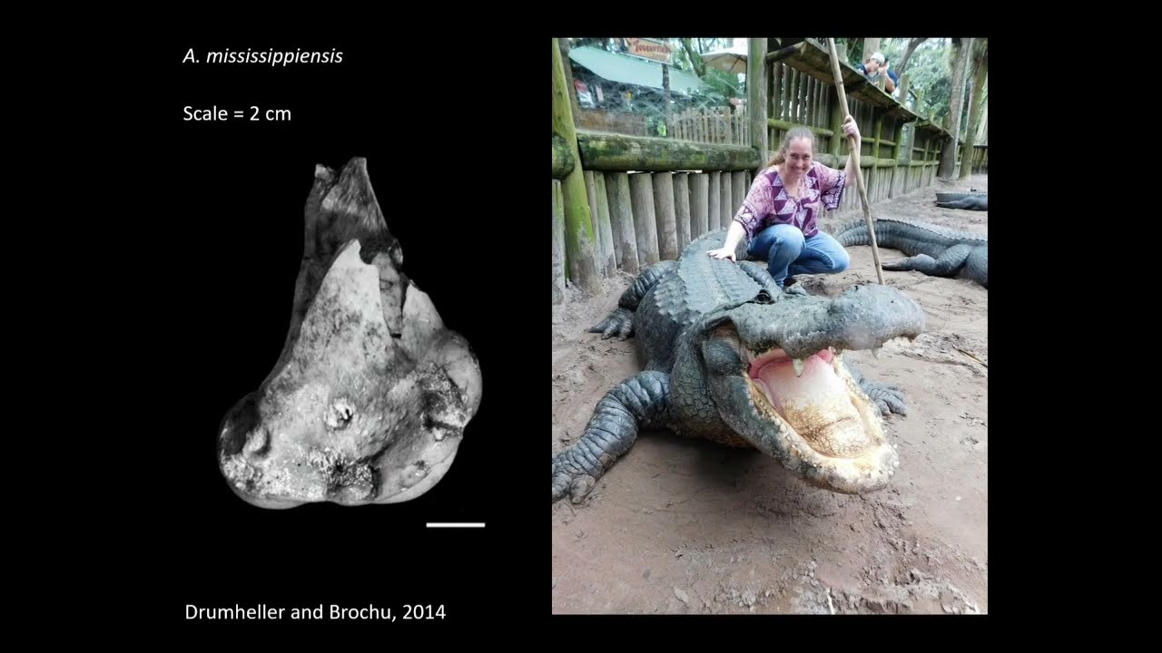 How to Make a Dinosaur Mummy
