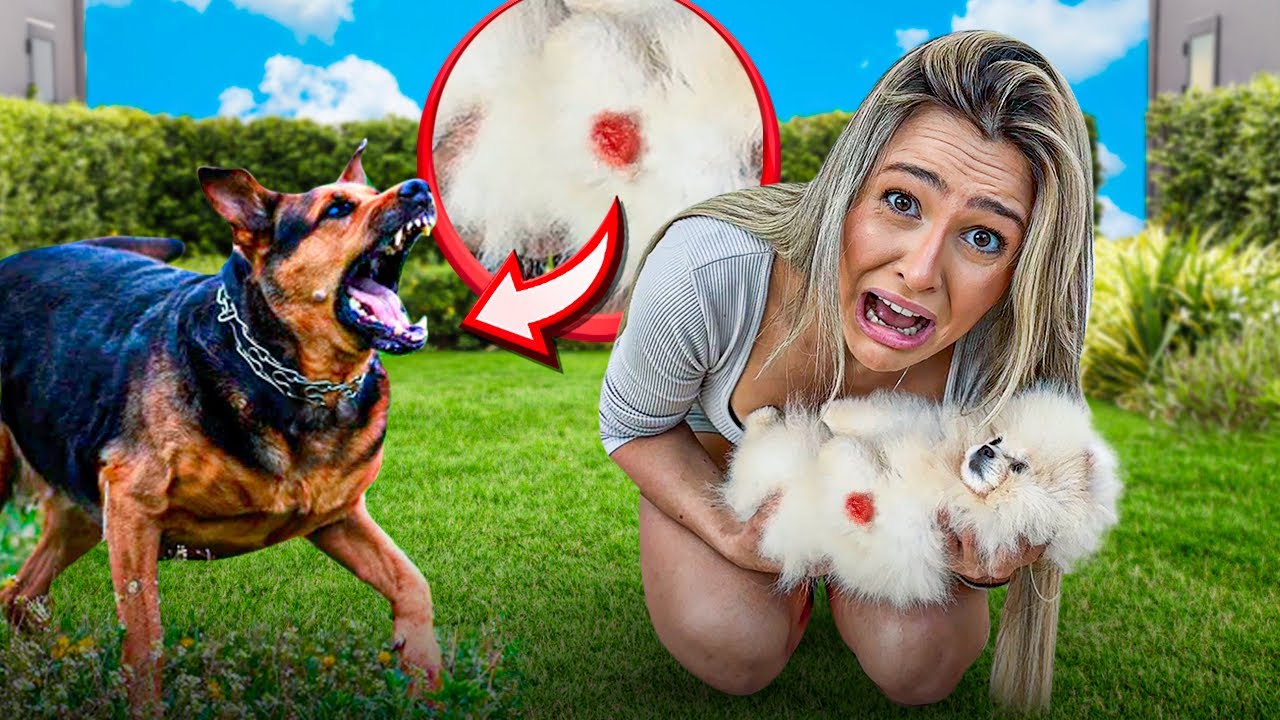 MEUS CACHORRINHOS NÃO GOSTARAM DA NOVA INTEGRANTE DA FAMÍLIA!