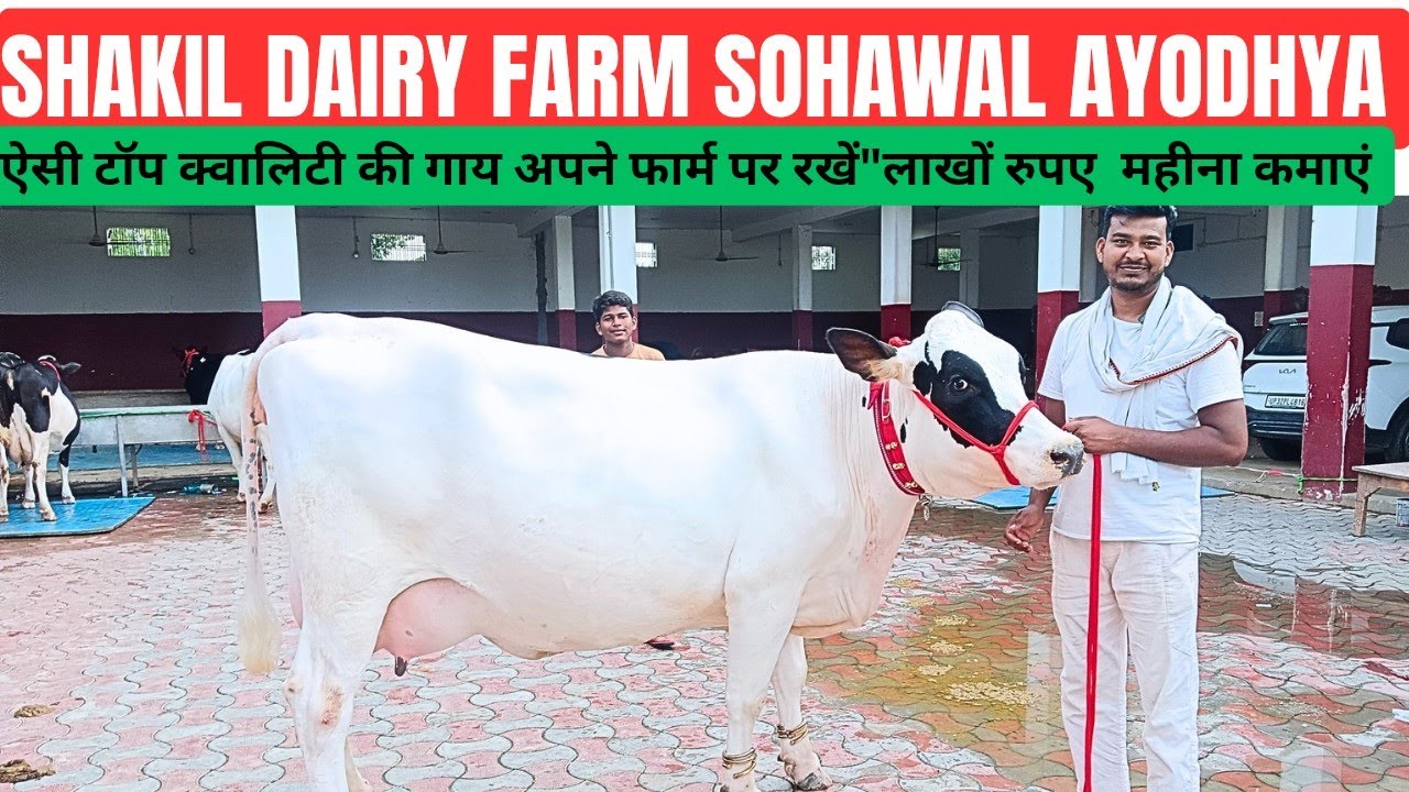 ऐसी टॉप क्वालिटी की गाय अपने फार्म पर रखें, लाखों रुपए महीना कमाएं,शकील डेरी फार्म अयोध्या यूपी ।