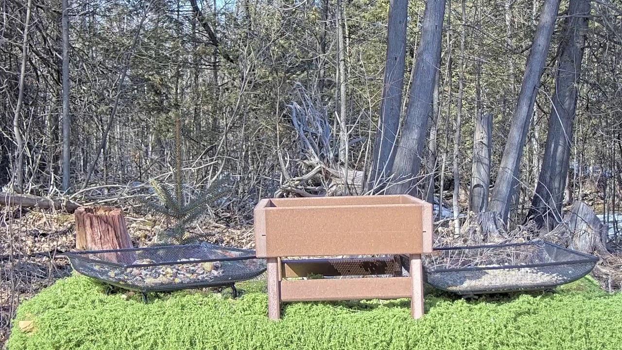 Squirrels & Birds Stop by the Buffet 🐿️🐦 | Backyard Wildlife LIVE – Mar 4