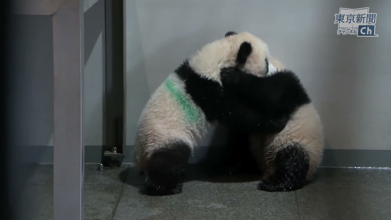 体重が10キロを超えたよ！上野動物園の双子パンダのシャオシャオとレイレイ