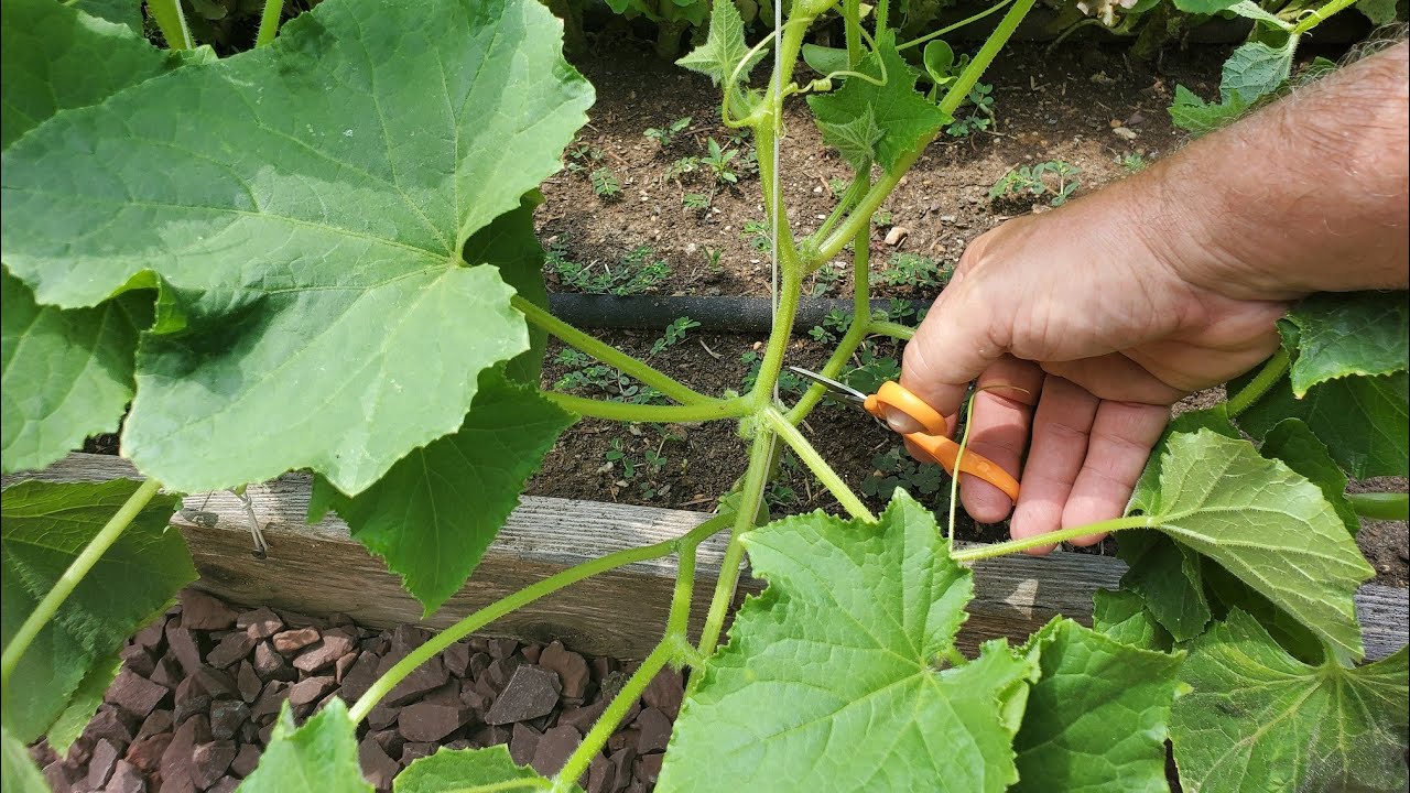 How to Prune Cucumbers & Squash