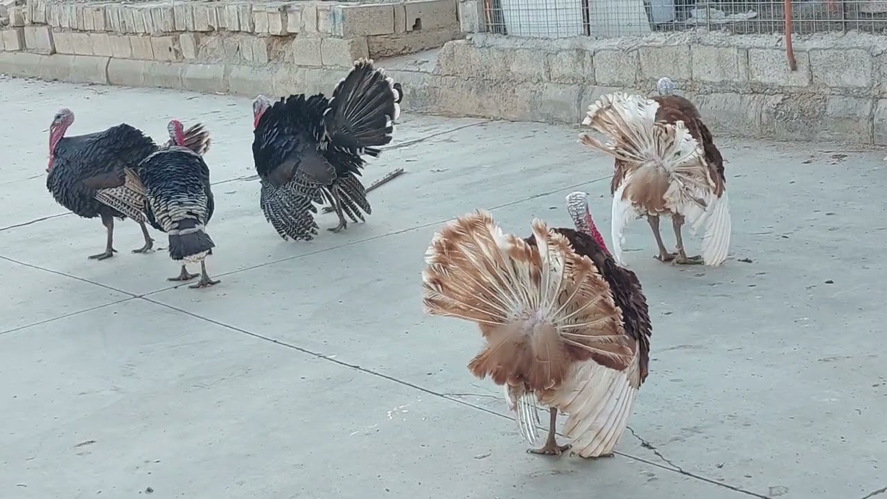 قەلەکانی هەواری تازە