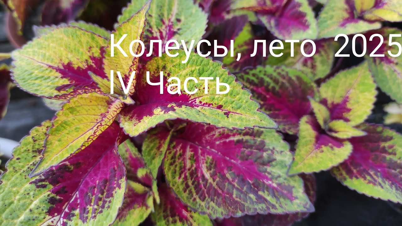 Мои колеусы, лето 2025. lV Часть, заключительная.