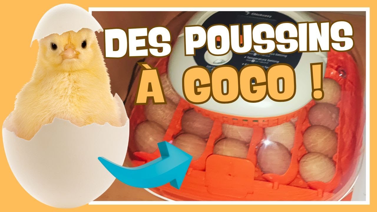 🐣 Test couveuse 25 œufs #chickozy