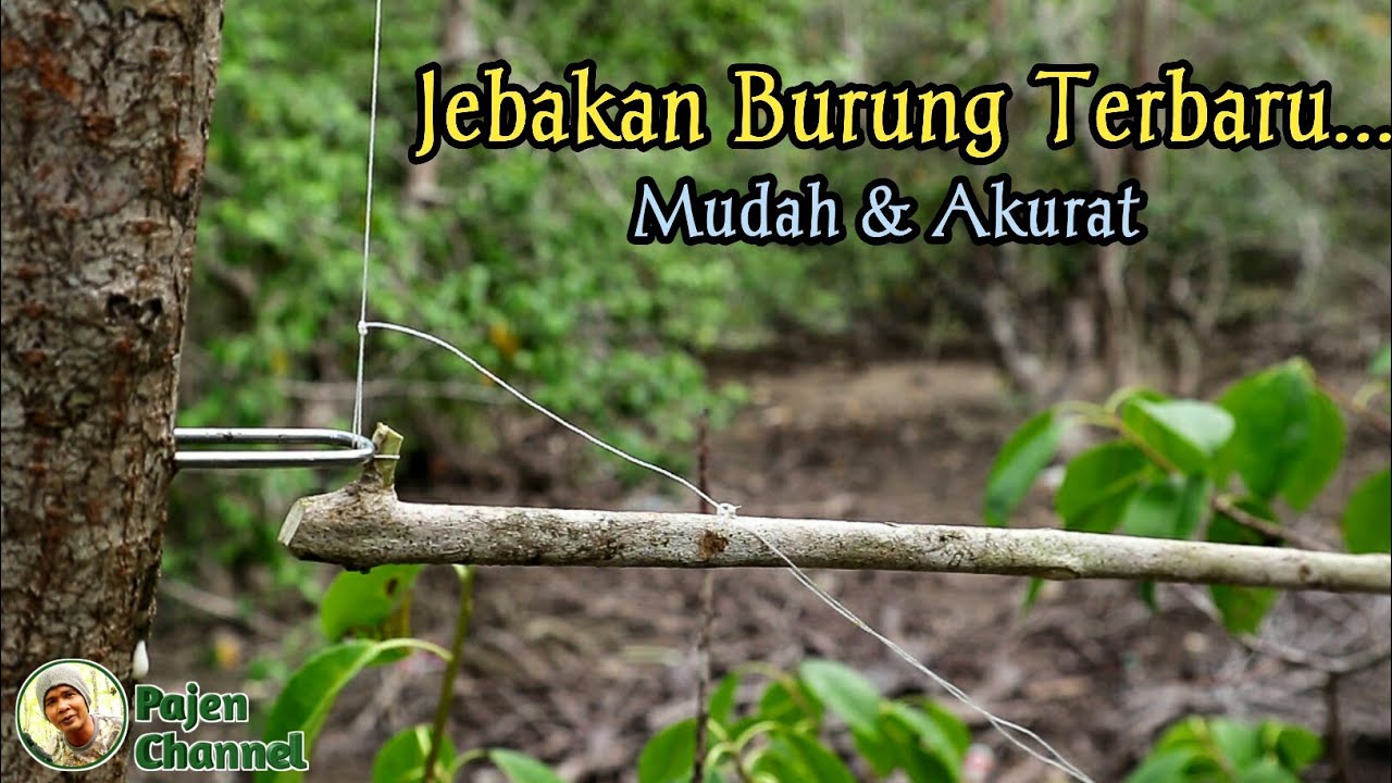 Jebakan Burung Semua Jenis Burung Terbaru | Jebakan Burung Paling Gampang