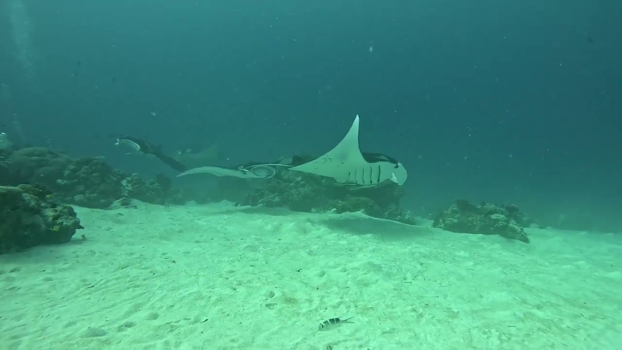 Palau Adventure 2026