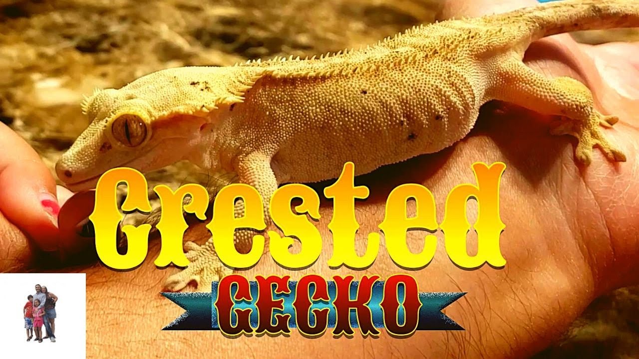 Crested Gecko drinking water