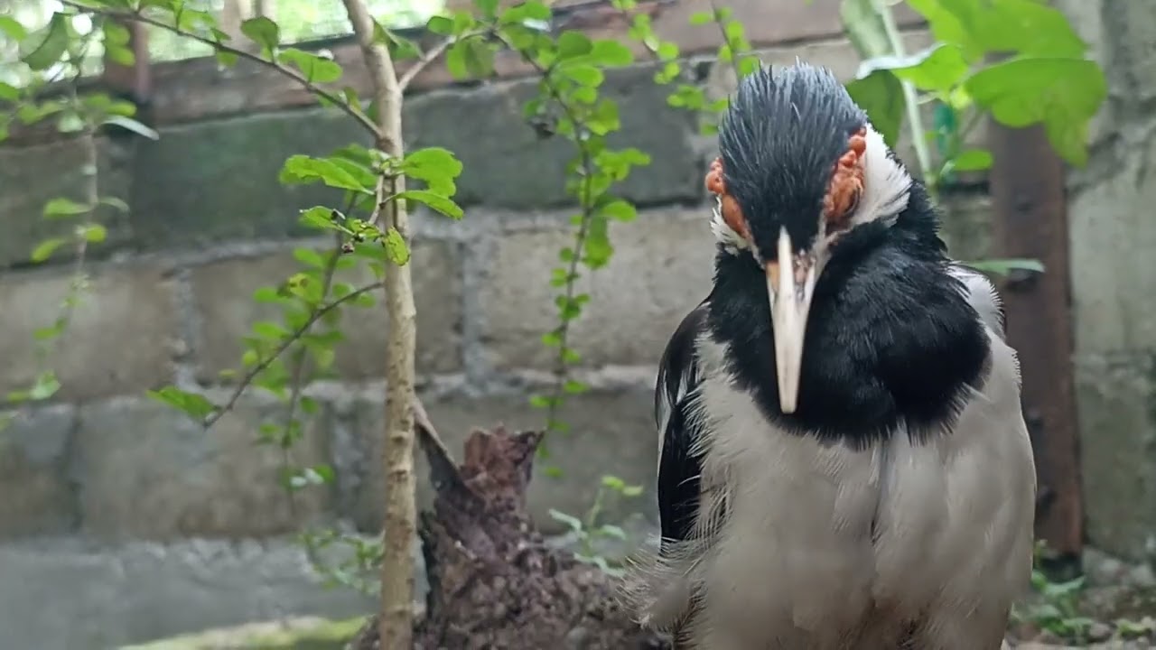 MEMAHAMI DAN PENDEKATAN JALAK SUREN 