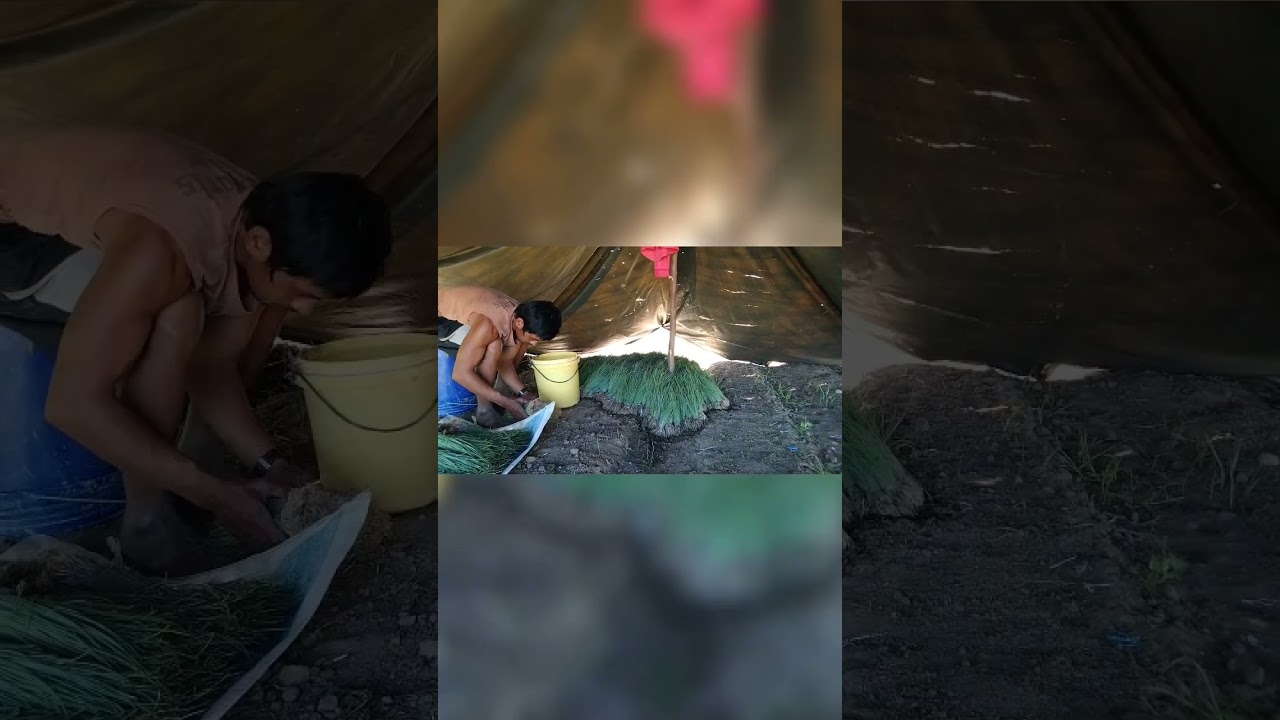 pagod at pawis . laban mga ka farmers