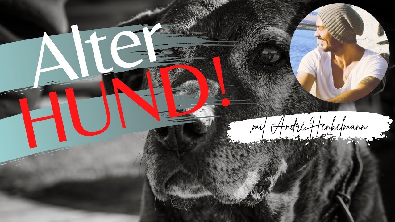 Wenn dein Hund alt wird! Profi-Tipps!