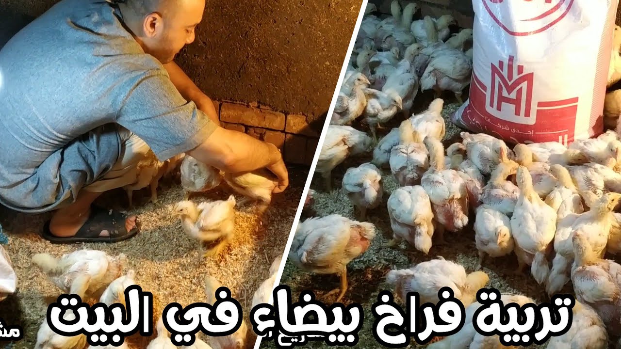 تربية فراخ  بيضاء في البيت مشروع صغير ولكن مجزي الله يبارك