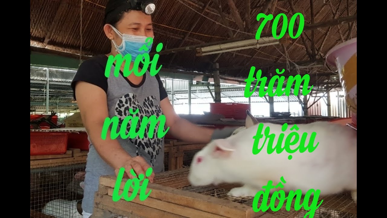 VỢ CHỒNG TRẺ PHẤT LÊN NHƯ DIỀU NHỜ NUÔI THỎ .MỔI NĂM THU NHẬP TỪ 500 TRIỆU ĐẾN 700 TRIỆU ĐỒNG