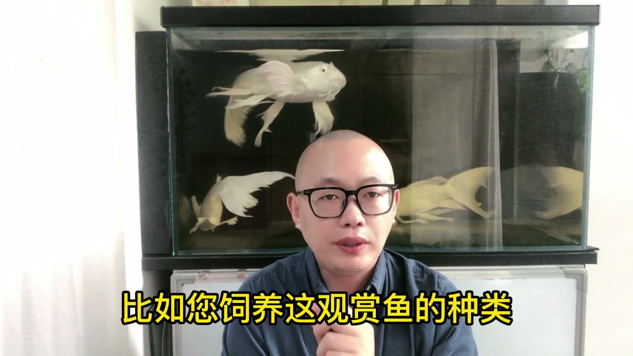您知道如何喂鱼吗？要多久喂一次，一次喂多少合适？