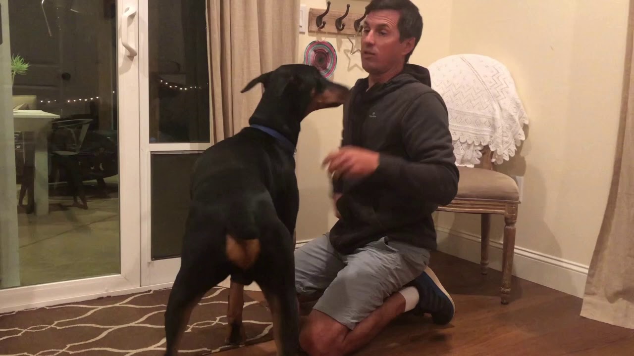Training Prince to go through a dog door