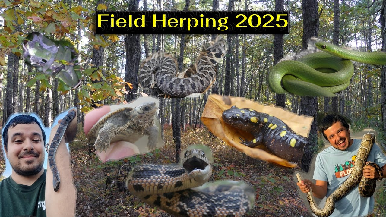 Поиск рептилий и амфибий в полевых условиях в 2025 году.