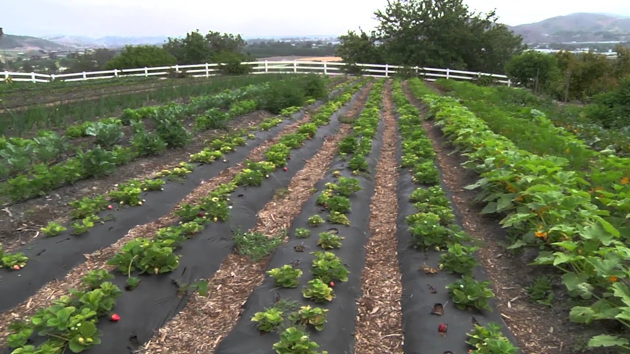 Cal Poly Pomona Kellogg Ranch Restaurant - Pomona, California