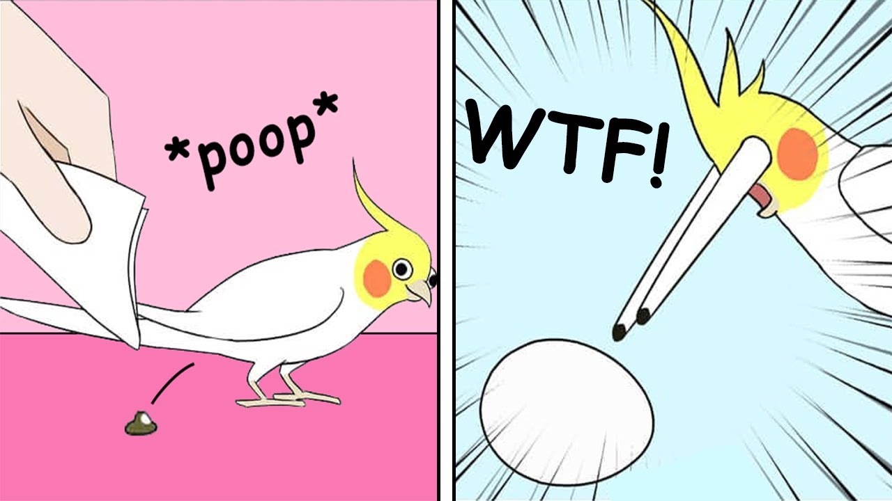 Funny Comics With a Parrot Twist #13 | Parrot Comic Dub