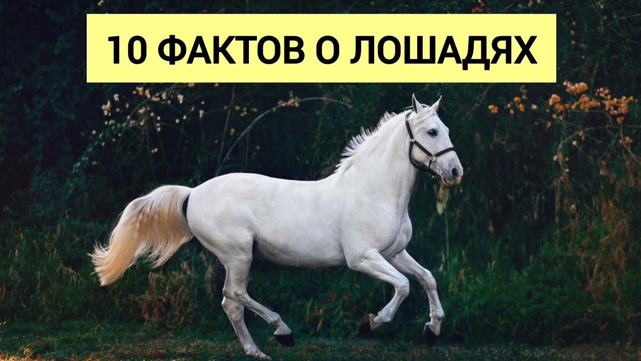 10 интересных фактов о лошадях