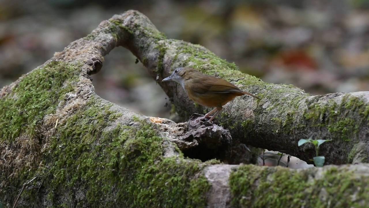 Abbott's Babbler from Khao Yai, Thailand.