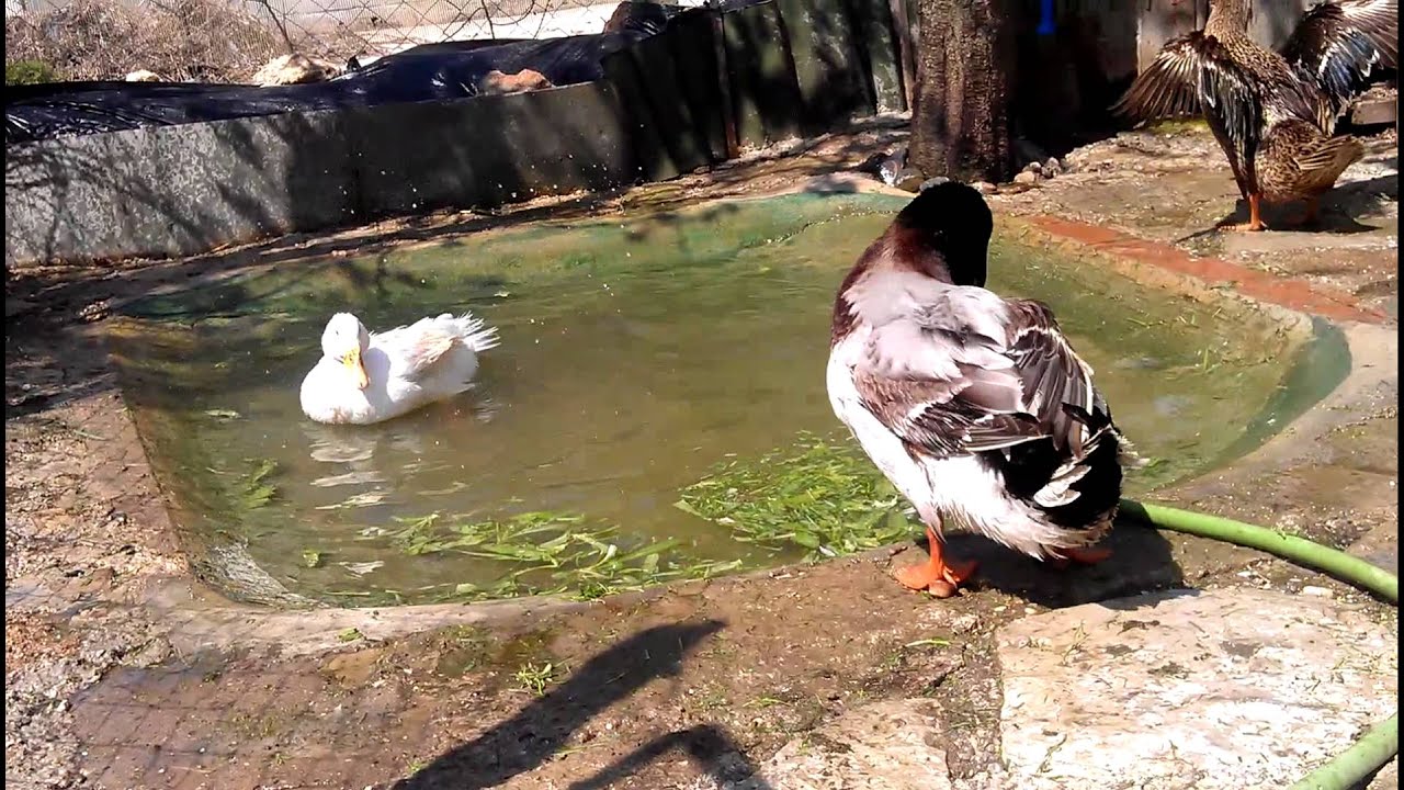 Pulat e anisit-shotat