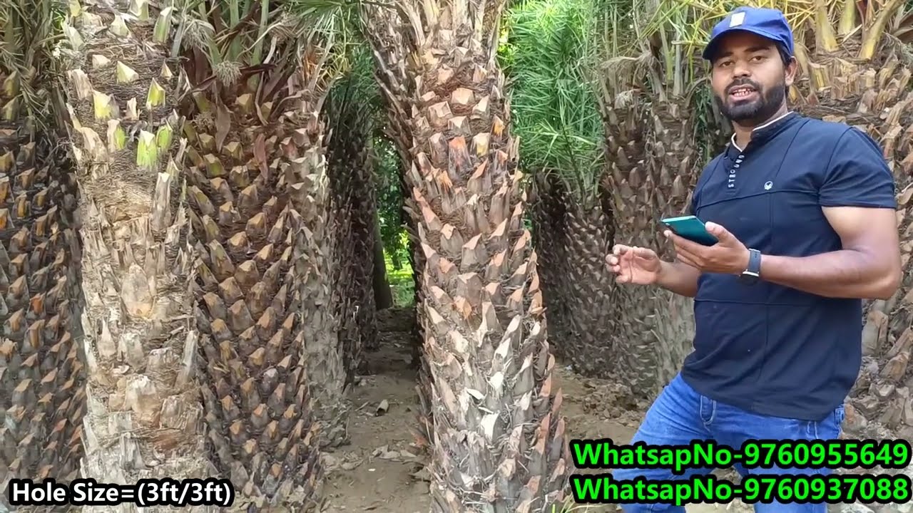 How to plantation Work of date palm tree