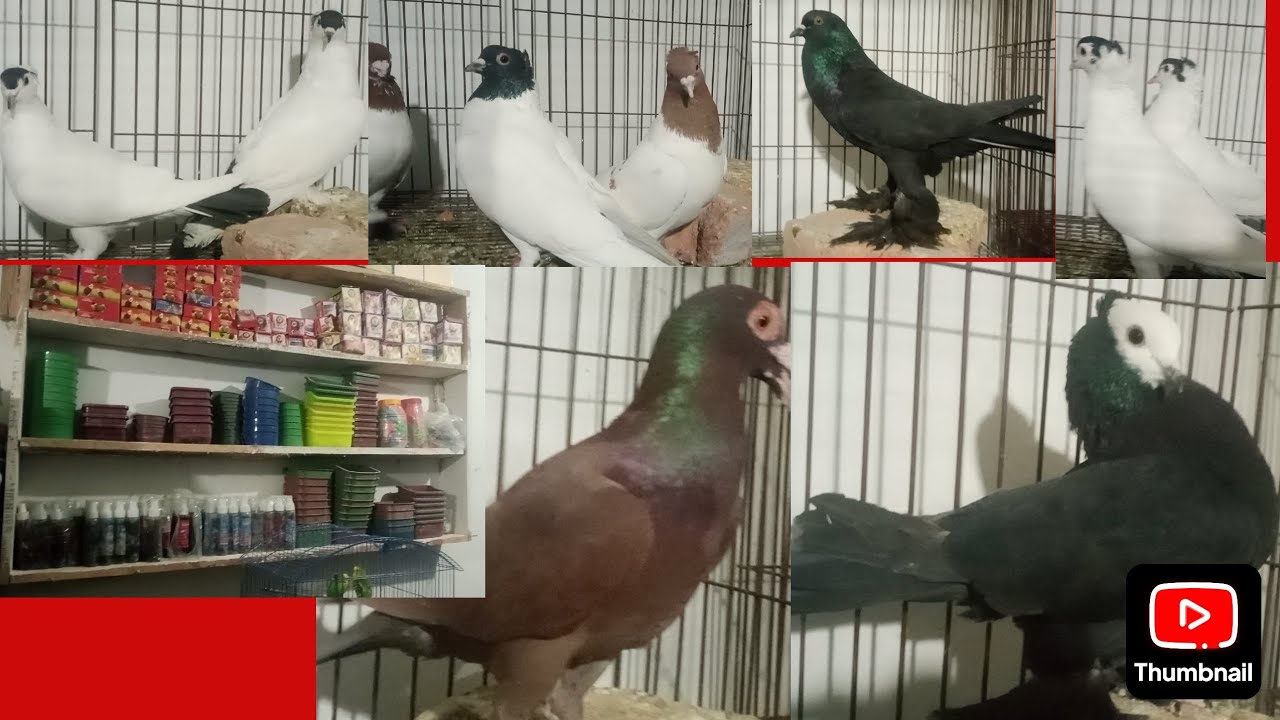 Choha khalsa kallar sayden 03485987772. 03079512812 for sale 