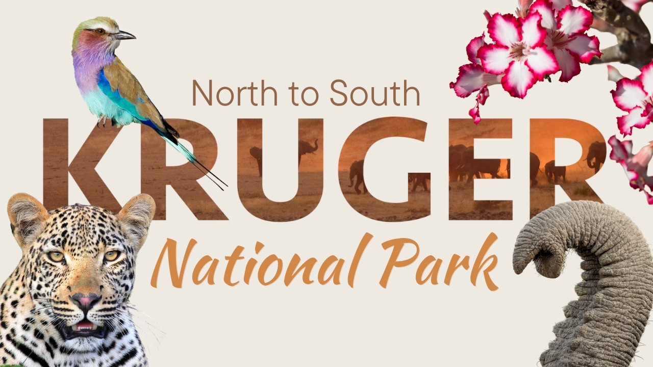 Driving Kruger National Park North to South – What It’s Really Like