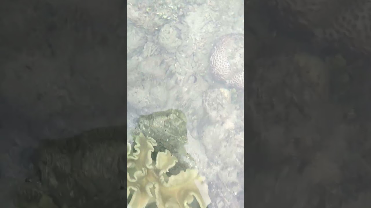 Thriving corals and other creatures @Pomds Beach Resort, Mabini Davao de Oro #corals