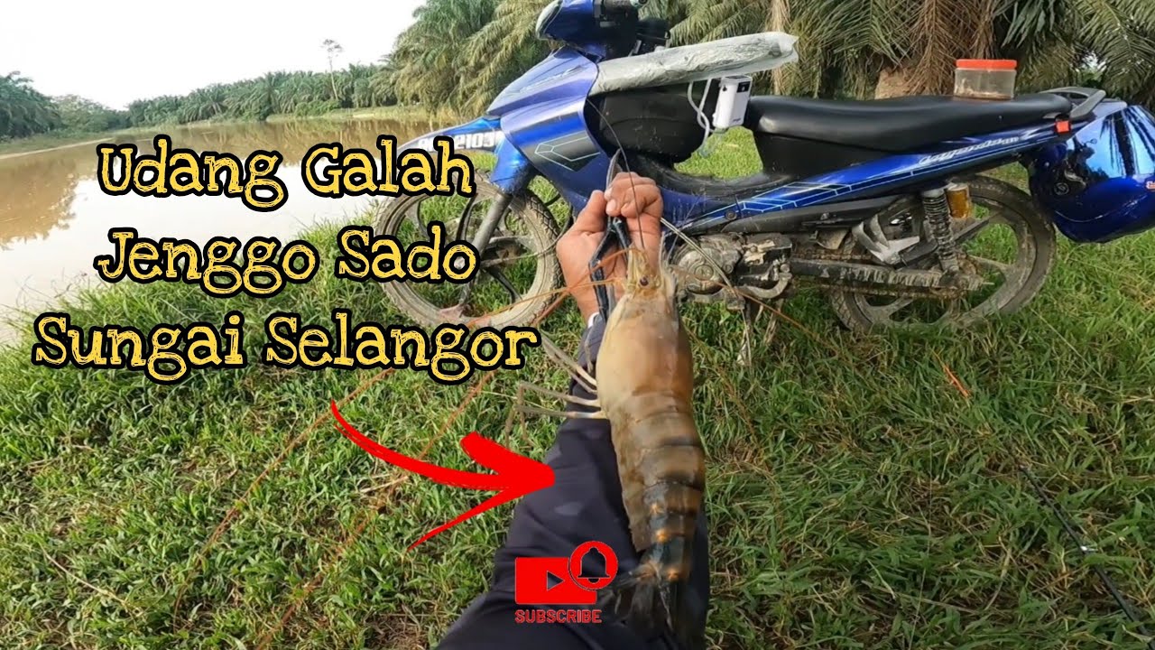 Udang Galah Sado Sungai Selangor(||EP055)