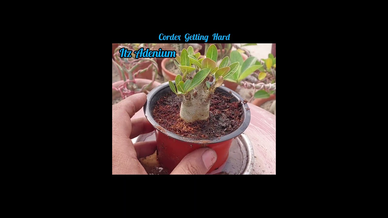 How Do You Know That Your Adenium Need Water | Kaise Samjhe Ki aapke Adenium KO Pani Cahiye |