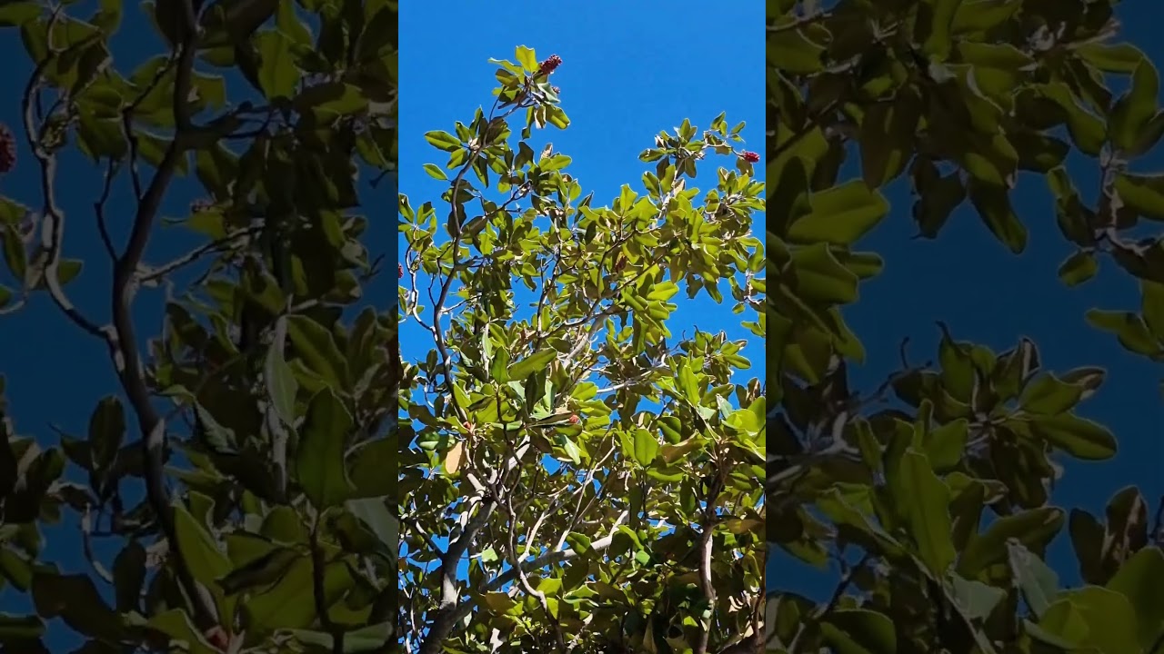 amazing tree fruit 