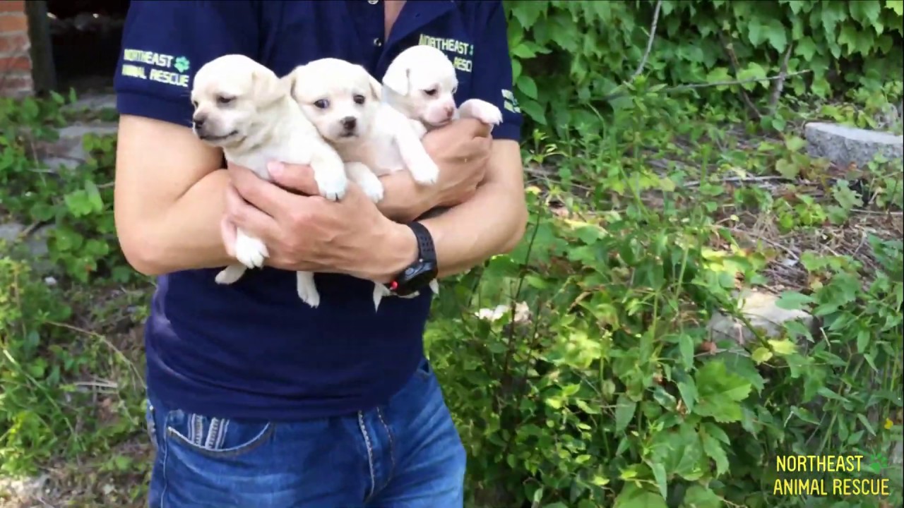 Rescue Puppies Who Lost Their Mom in an Abandoned Factory - Dog Rescue Action