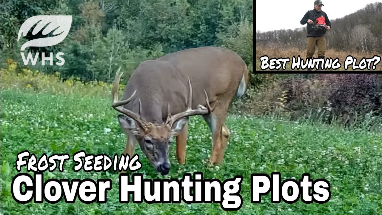 Frost Seeding Clover Hunting Plots | How, When & Why