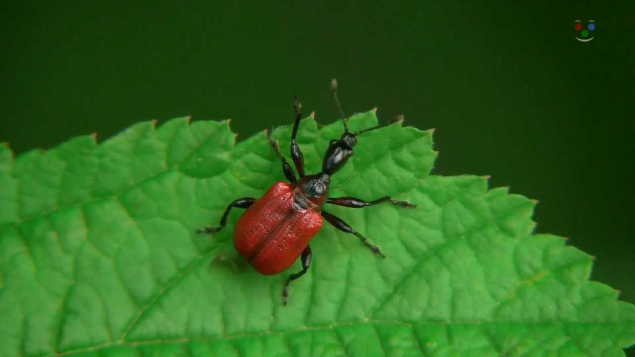 Apoderus coryli - Zobonoska lísková