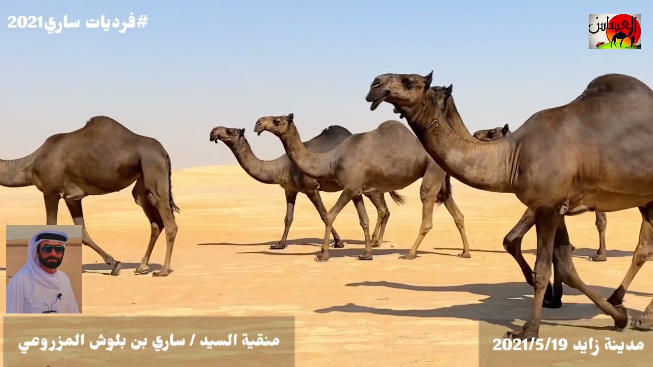 منقية وفرديات السيد /ساري بن بلوش المزروعي في دولة الامارات العربيه المتحده  2021