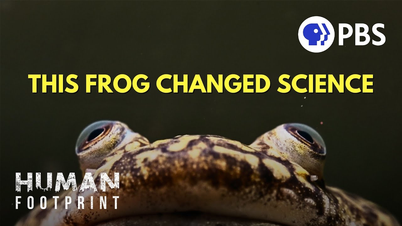 How This Frog Changed Science 🐸
