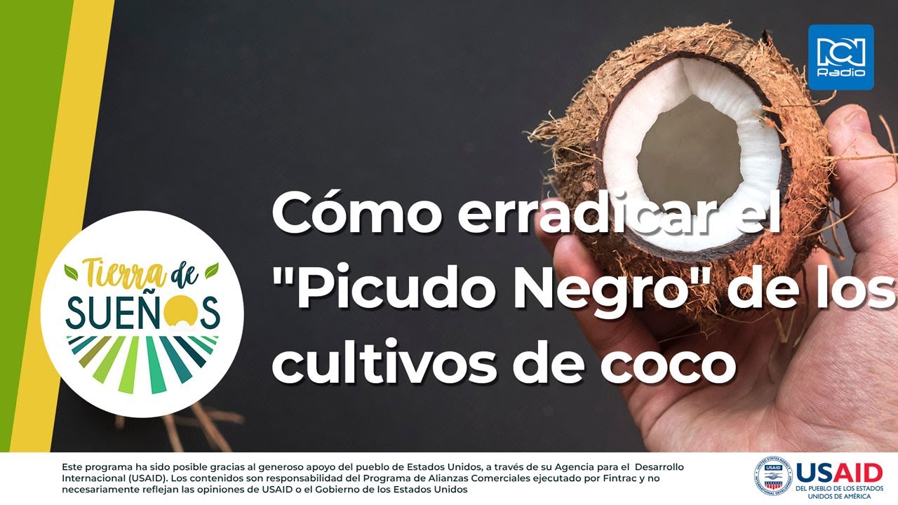 Cómo erradicar el 
